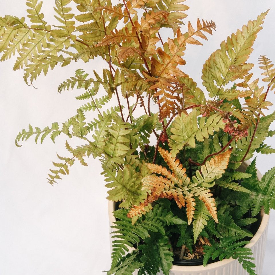 Brilliance Autumn Fern - LandscapeDirect