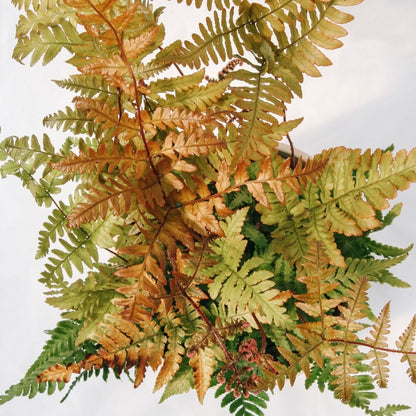 Brilliance Autumn Fern - LandscapeDirect
