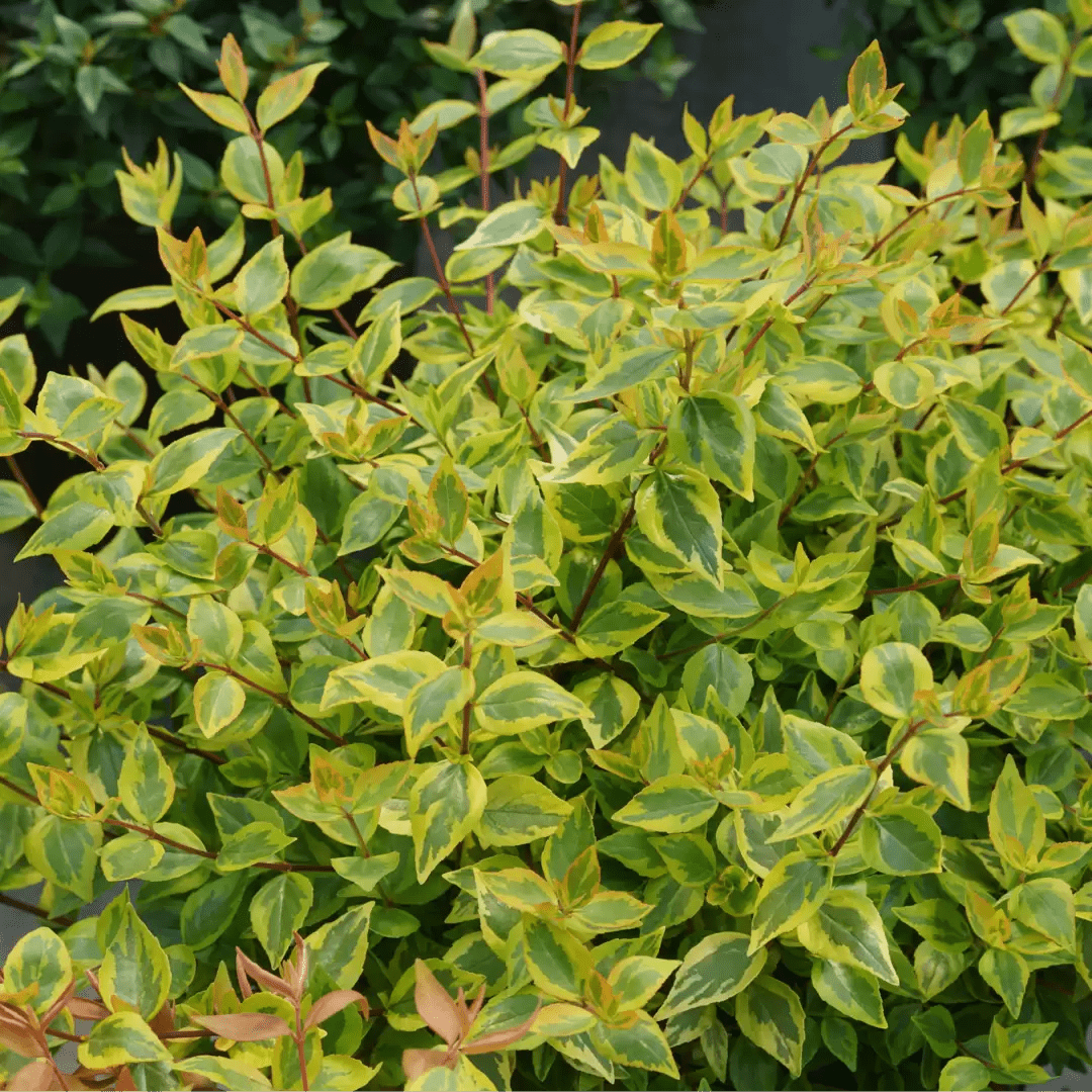 Brilliantina Abelia - LandscapeDirect