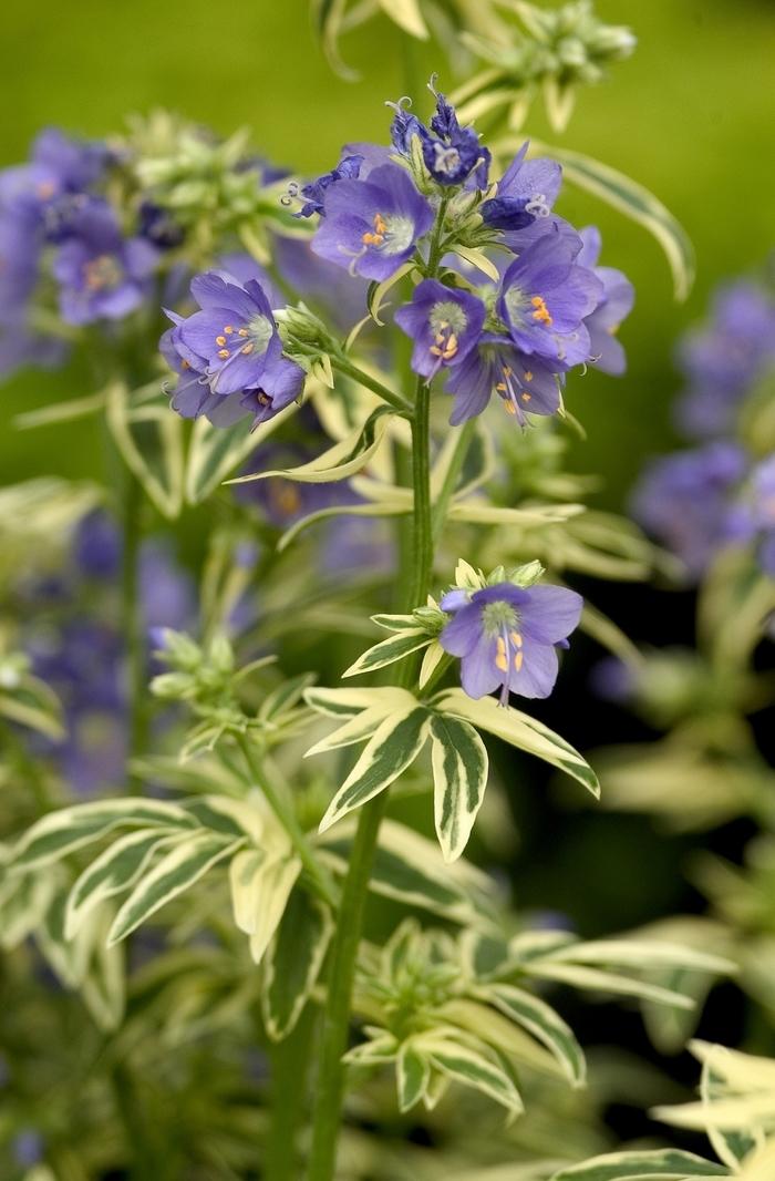 Brise d'Anjou Jacob's Ladder - LandscapeDirect