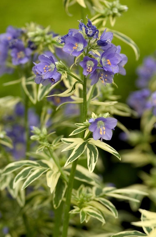 Brise d'Anjou Jacob's Ladder - LandscapeDirect