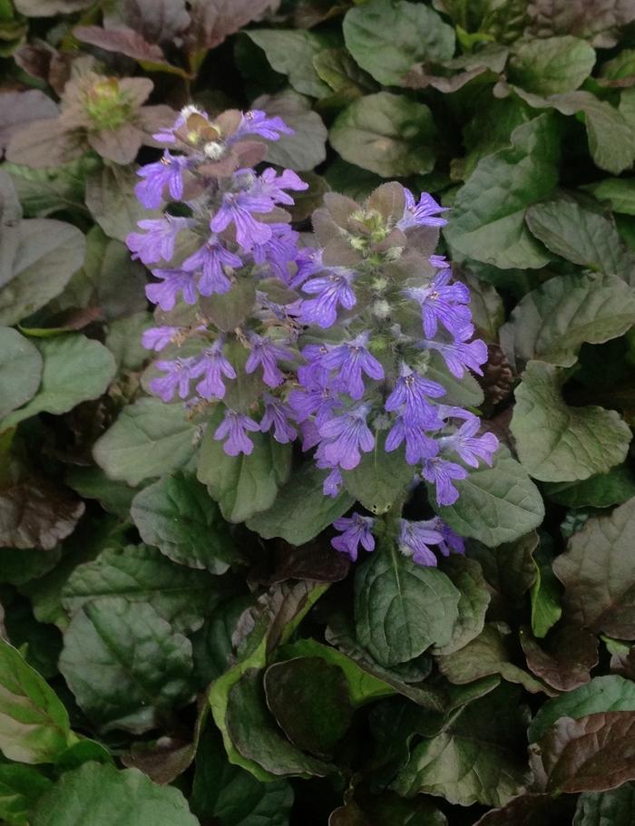 Bronze Beauty Bugleweed - LandscapeDirect