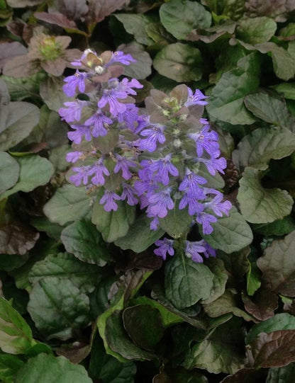 Bronze Beauty Bugleweed - LandscapeDirect