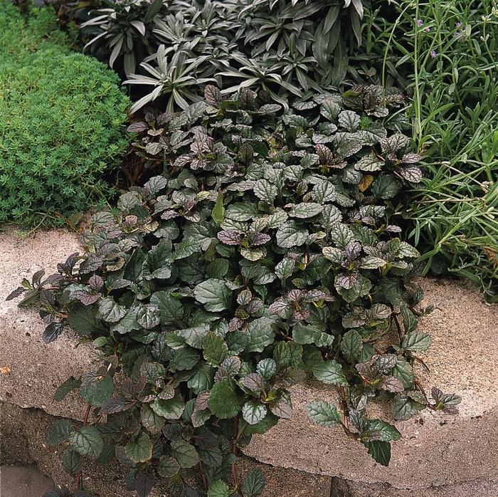 Bronze Beauty Bugleweed - LandscapeDirect