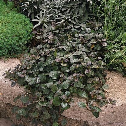 Bronze Beauty Bugleweed - LandscapeDirect