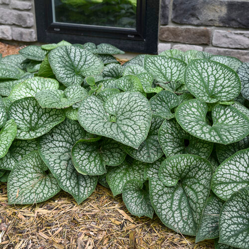 Jack of Diamonds Heartleaf Brunnera