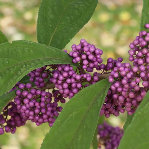 BUBBLE UP™ Beautyberry - LandscapeDirect