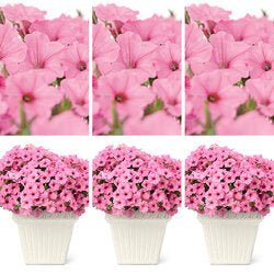 Bubblegum - Super Pack - LandscapeDirect