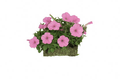 Bubblegum - Super Pack - LandscapeDirect