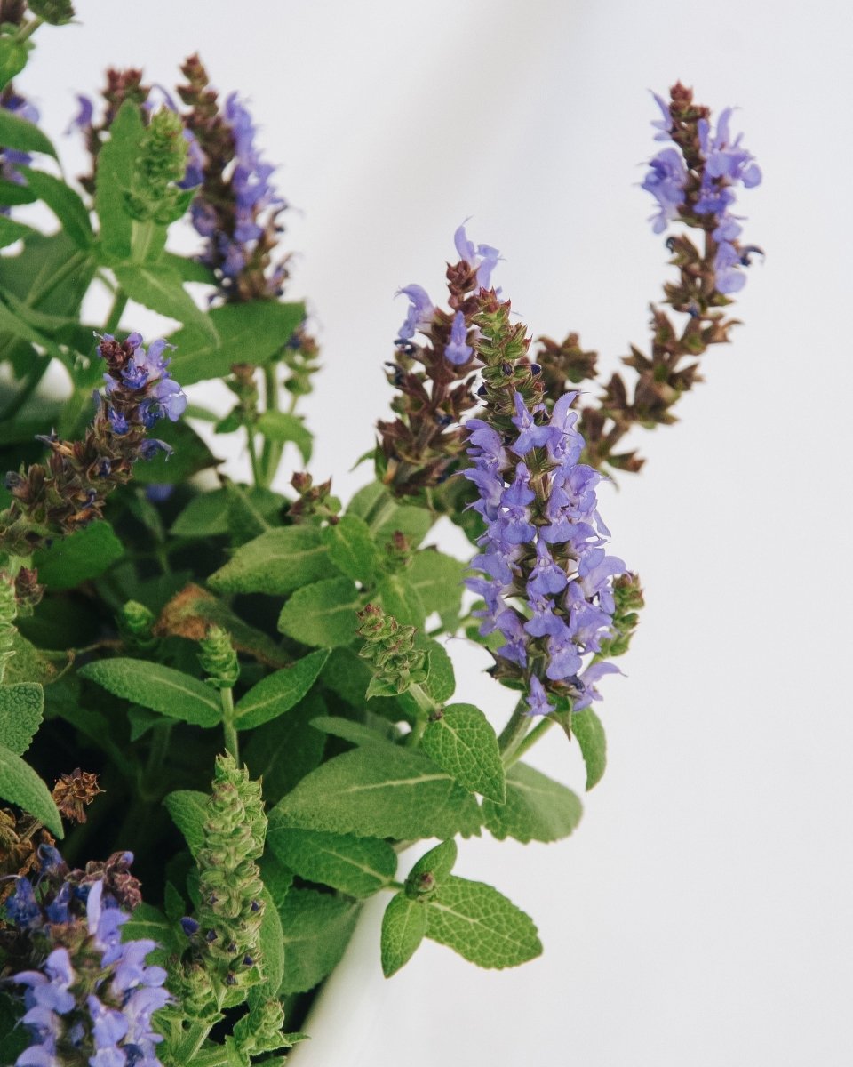 Bumbleblue Sage – LandscapeDirect