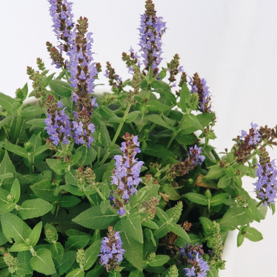 Bumbleblue Sage - LandscapeDirect