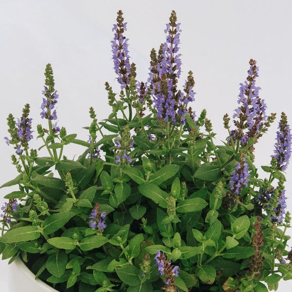 Bumbleblue Sage – LandscapeDirect