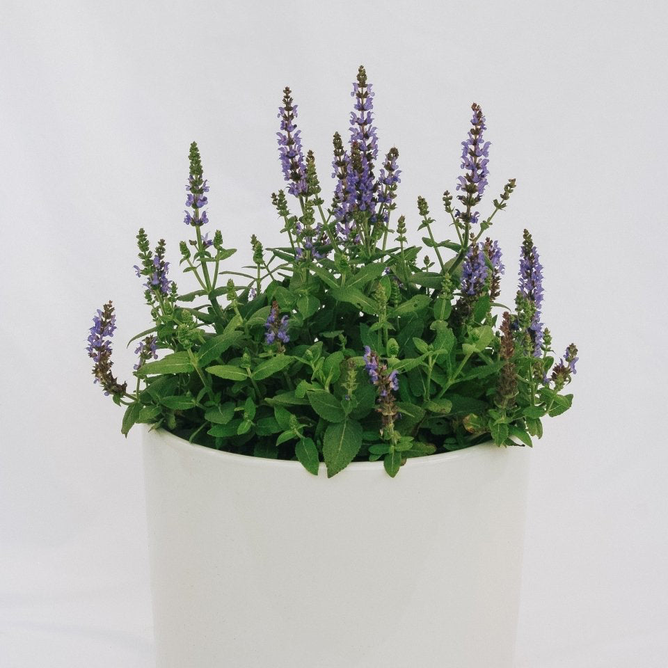 Bumbleblue Sage - LandscapeDirect