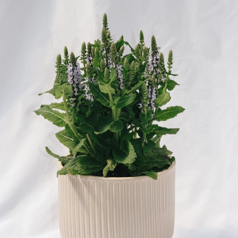 Bumblesky Sage - LandscapeDirect