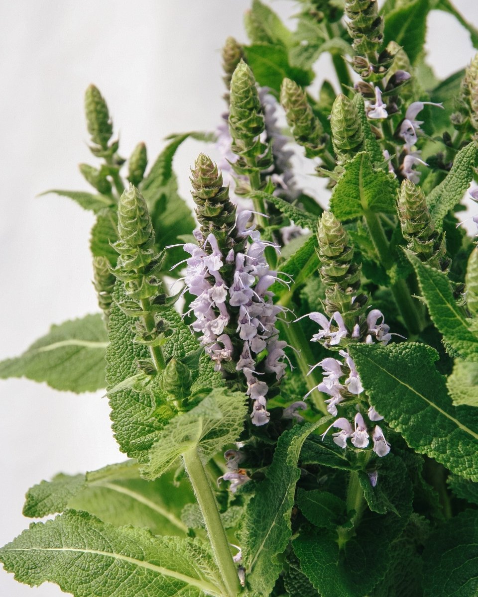 Bumblesky Sage - LandscapeDirect