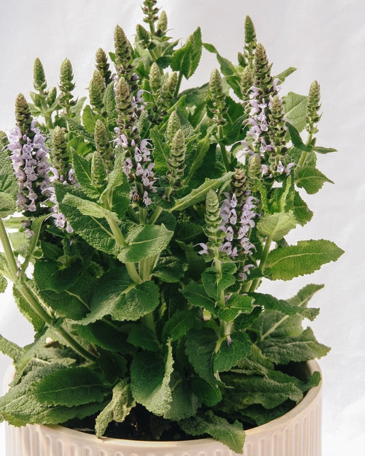 Bumblesky Sage - LandscapeDirect