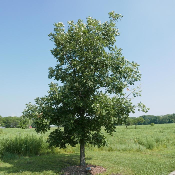 Bur Oak - LandscapeDirect