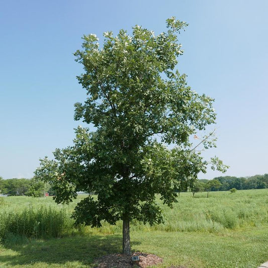Bur Oak - LandscapeDirect