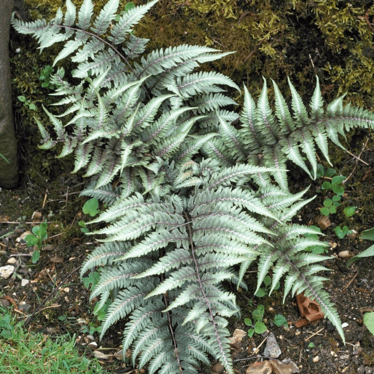 Burgundy Lace Japanese Painted Fern - LandscapeDirect