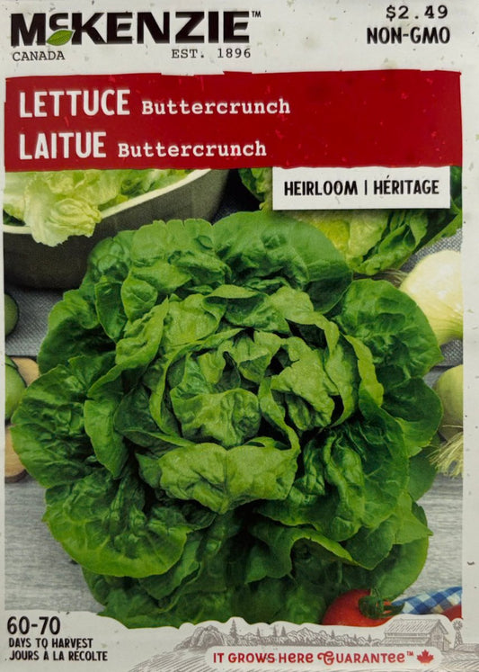 Buttercrunch Lettuce - LandscapeDirect
