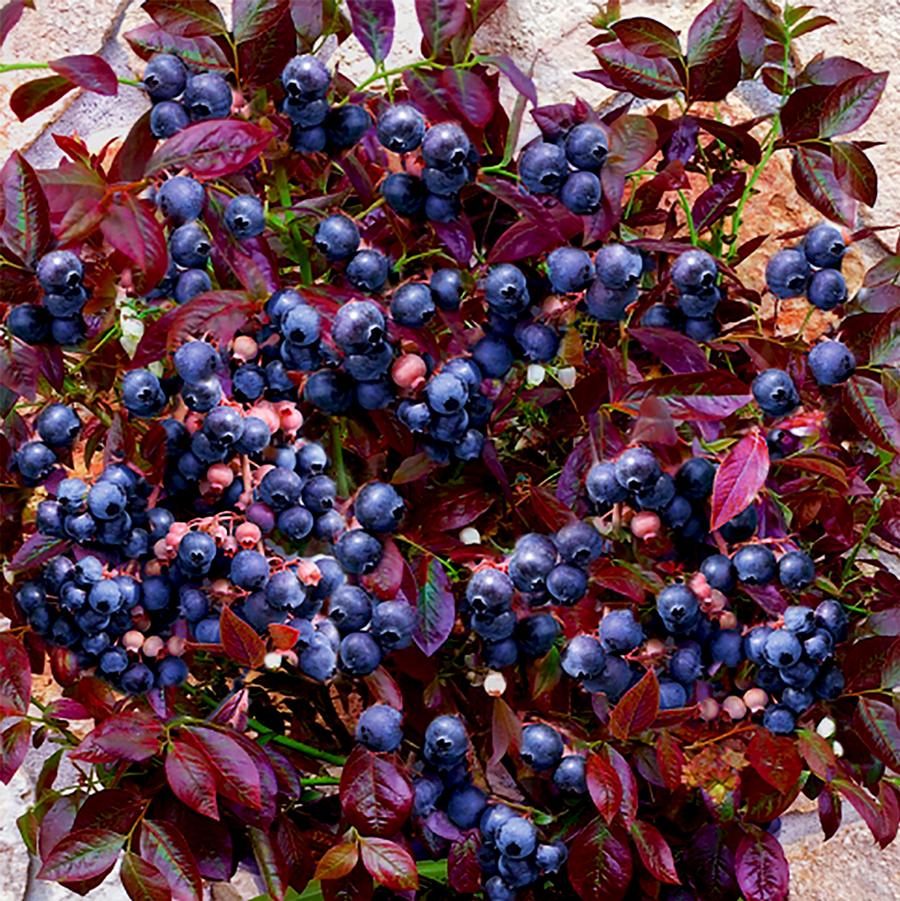 Cabernet Splash™ Blueberry - LandscapeDirect