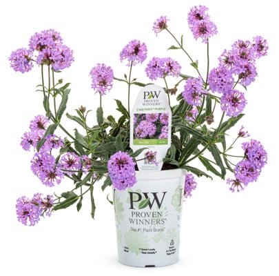 Cake Pops Purple - LandscapeDirect