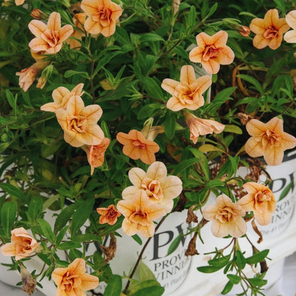 Calibrachoa Superbells Double Amber - LandscapeDirect