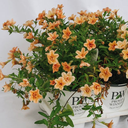 Calibrachoa Superbells Double Amber - LandscapeDirect