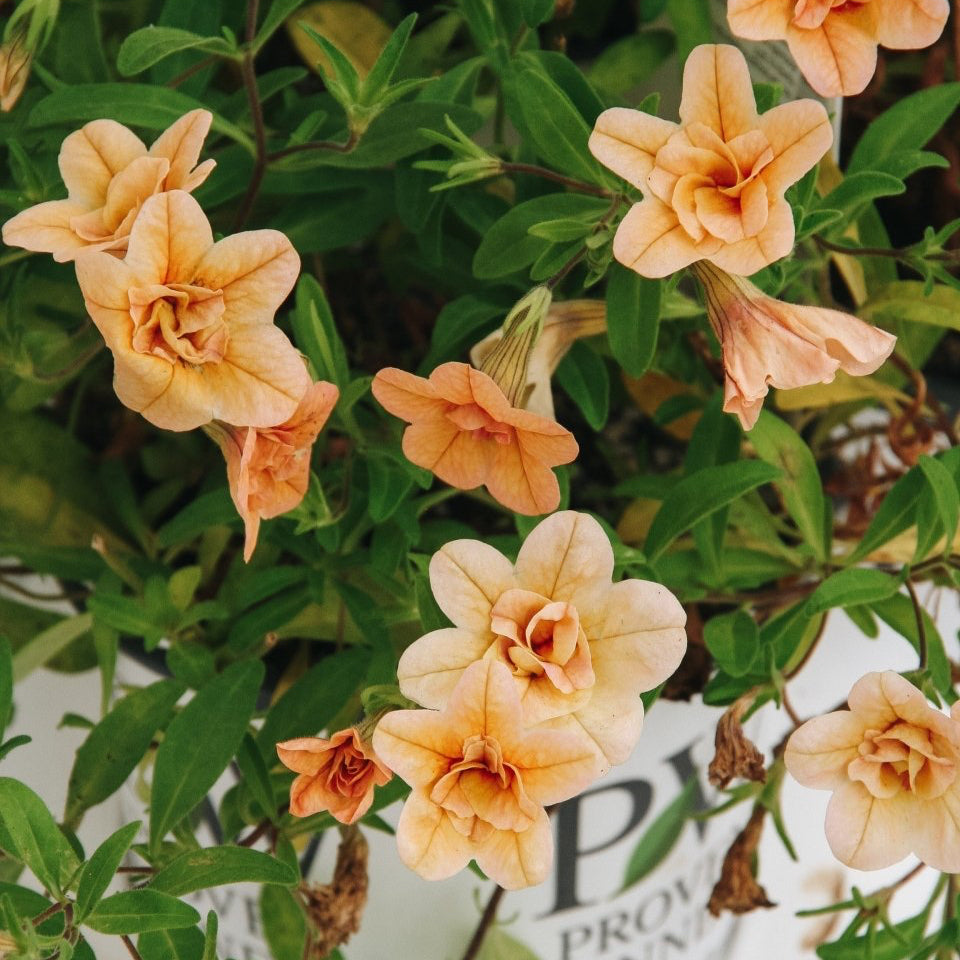 Calibrachoa Superbells Double Amber – LandscapeDirect
