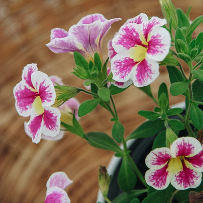 Calibrachoa Superbells Holy Cow! - LandscapeDirect