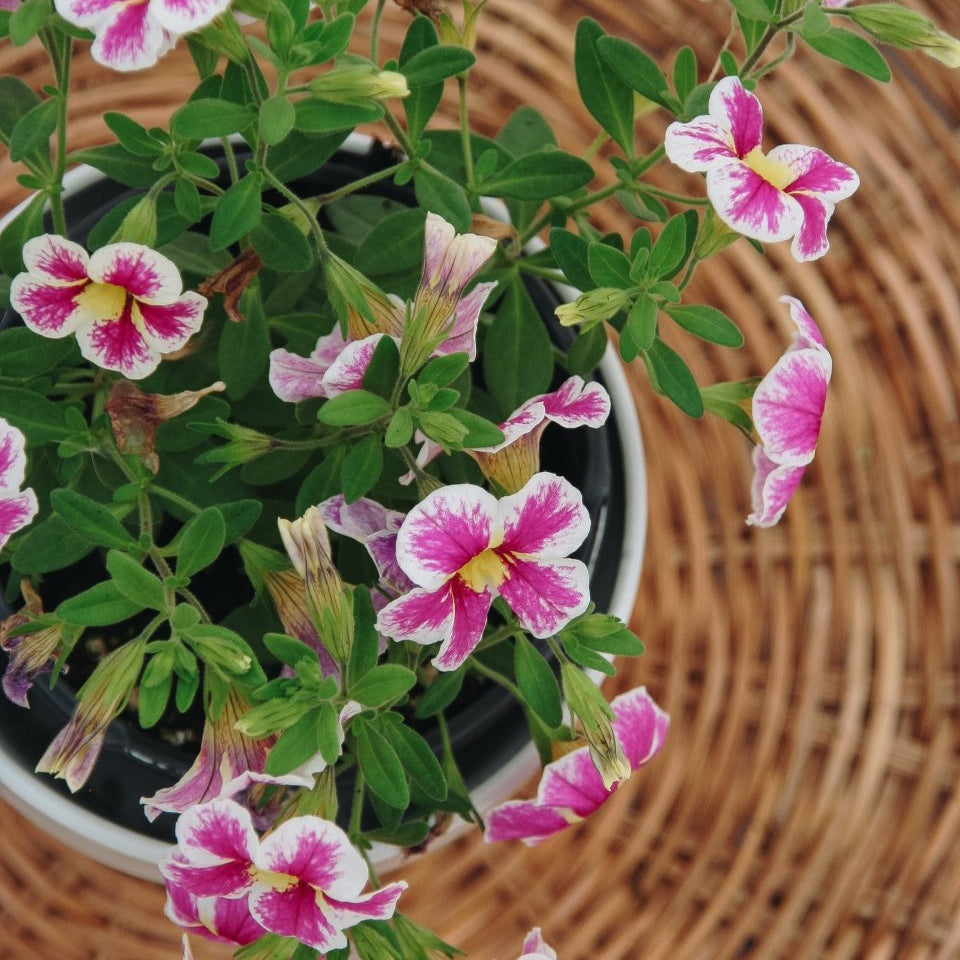Calibrachoa Superbells Holy Cow! - LandscapeDirect
