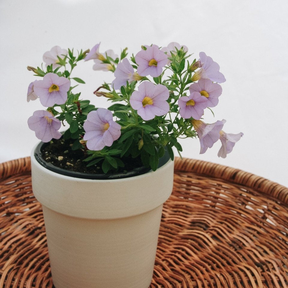 Calibrachoa Superbells Miss Lilac – LandscapeDirect