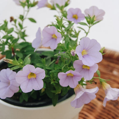 Calibrachoa Superbells Miss Lilac - LandscapeDirect