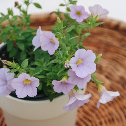 Calibrachoa Superbells Miss Lilac - LandscapeDirect