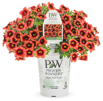 Calibrachoa Superbells Tangerine Punch - LandscapeDirect