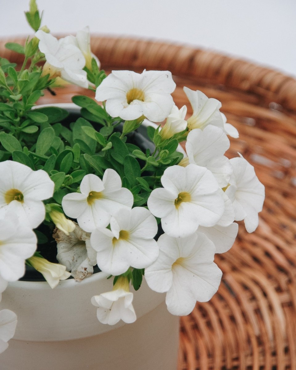 Calibrachoa Superbells White - LandscapeDirect