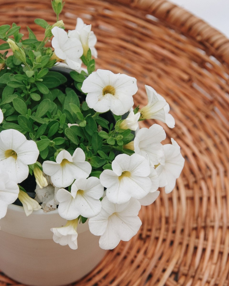 Calibrachoa Superbells White - LandscapeDirect