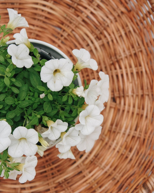 Calibrachoa Superbells White - LandscapeDirect
