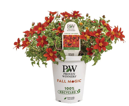 Campfire Red Ember Bidens - LandscapeDirect