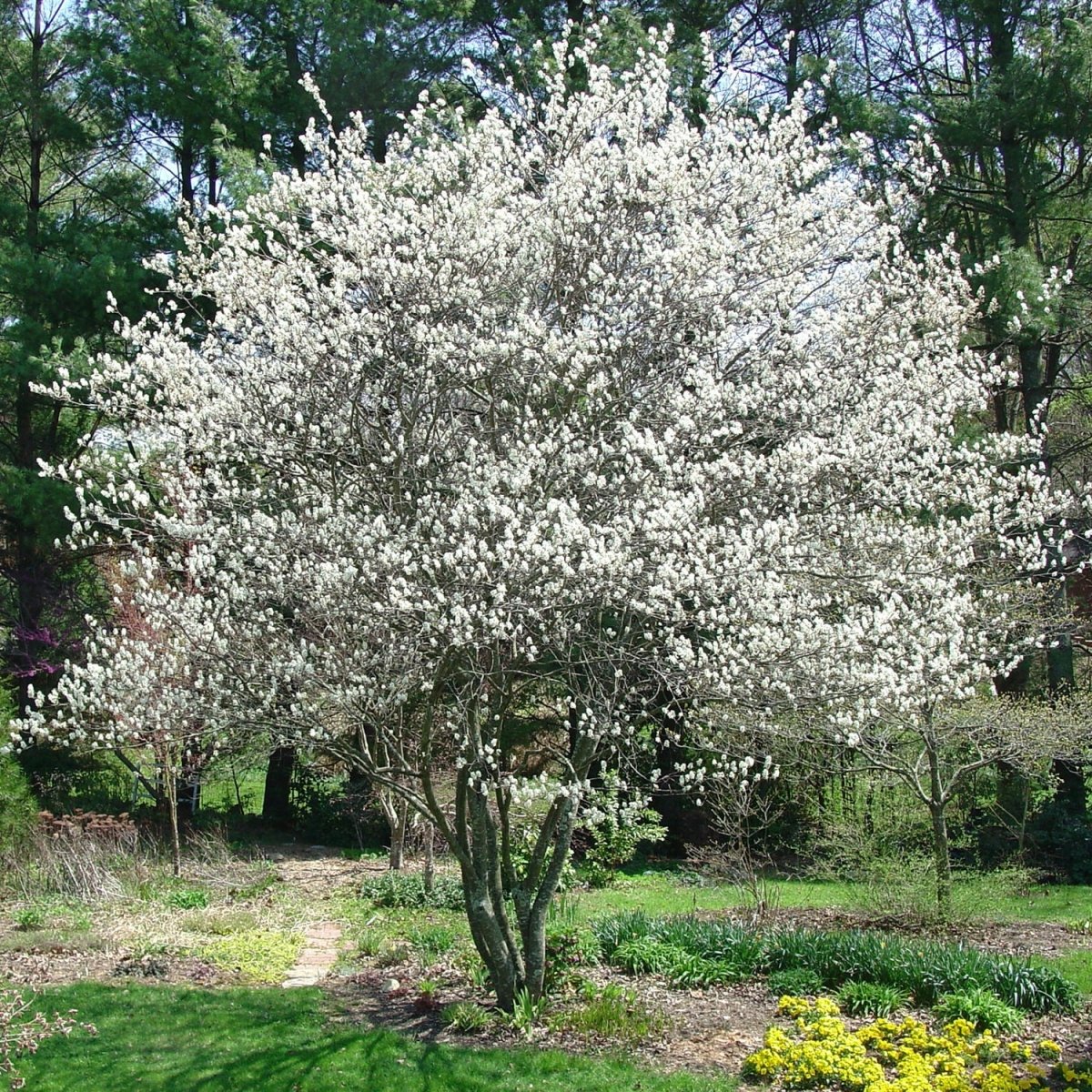 Canadian Serviceberry Tree - LandscapeDirect