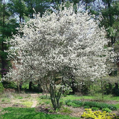 Canadian Serviceberry Tree - LandscapeDirect
