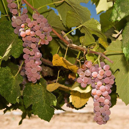 Canadice Red Grape - LandscapeDirect