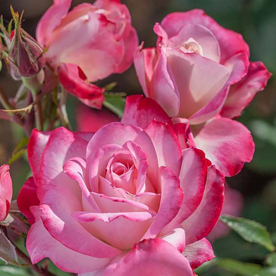 Candy Cane Cocktail Floribunda Rose - LandscapeDirect