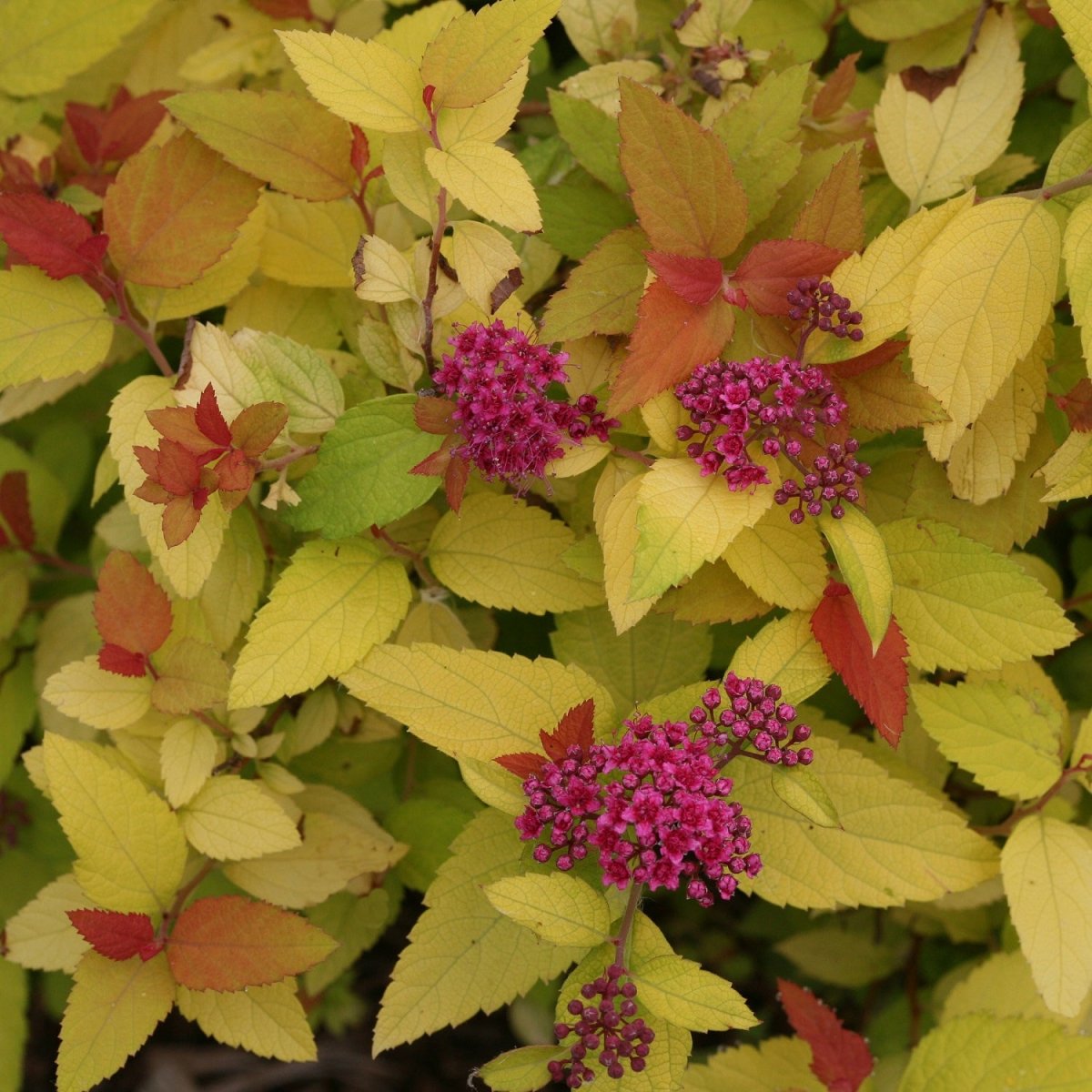 Candy Corn Spirea - LandscapeDirect