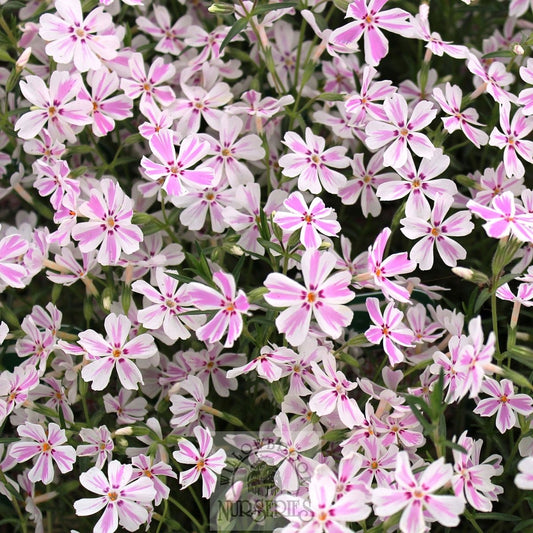 Candy Stripe Creeping Phlox - LandscapeDirect