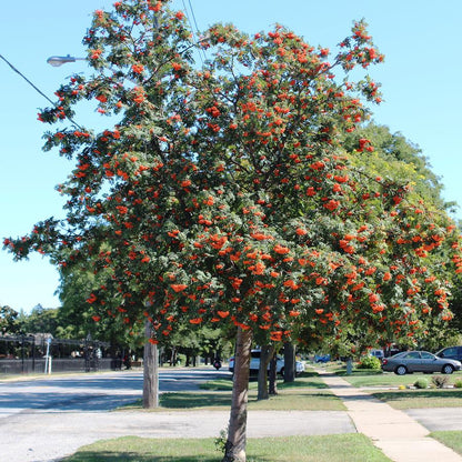 Cardinal Royal European Mountain Ash - LandscapeDirect