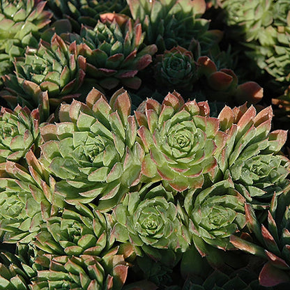 Carmen Hens and Chicks - LandscapeDirect