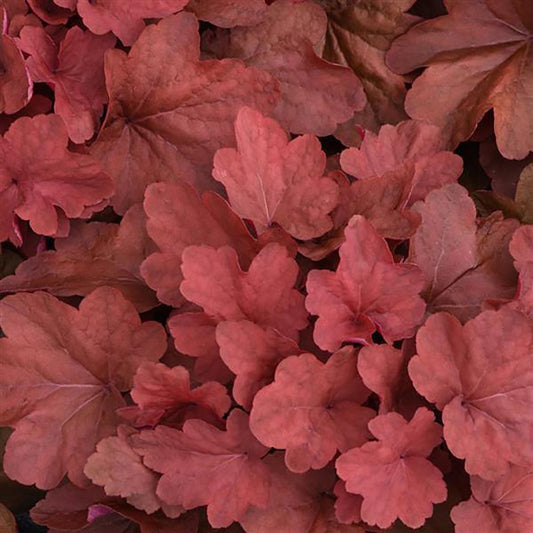 Carnival Cinnamon Stick Coral Bells - LandscapeDirect
