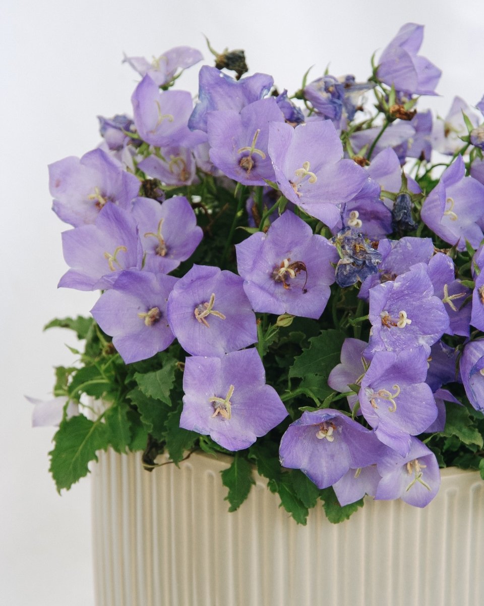 Carpathian Bellflower - Pearl Deep Blue - LandscapeDirect