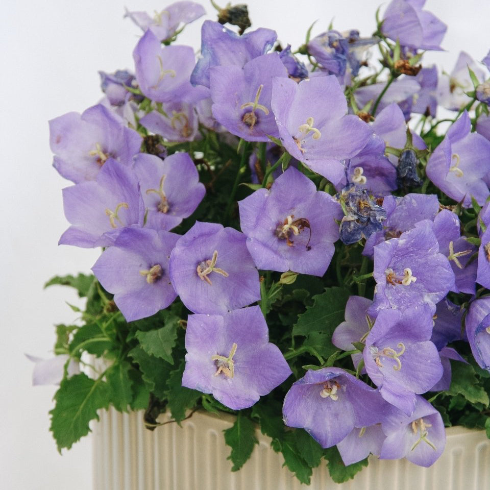 Carpathian Bellflower - Pearl Deep Blue - LandscapeDirect